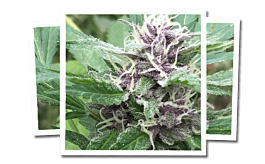 Emerald Triangle Royal Purple Kush Auto Feminized