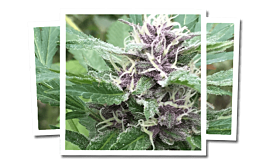 Emerald Triangle Royal Purple Kush CBD Regular