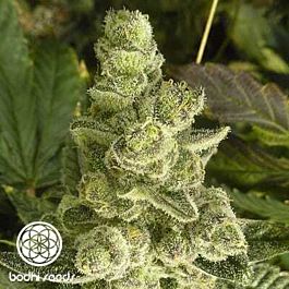 Bodhi Seeds Space Cake Regular