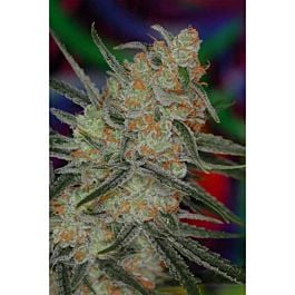 TGA SubCool Genetics Space Bomb Regular