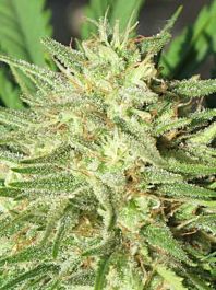 Ultra Genetics Seed Company Space Grape Regular