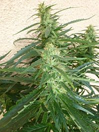 Flash Auto-Flowering Seeds Spacer Auto Feminized