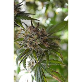 TGA SubCool Genetics Space Candy Regular