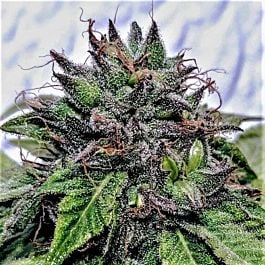 Holy Smoke Seeds Special Needs Regular