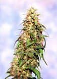 Sagarmatha Seeds Special K Regular