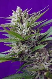 Sweet Seeds Speed Devil #2 Auto Feminised