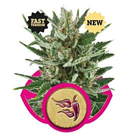 Royal Queen Seeds Speedy Chile Fast Version Feminized