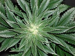 Mr Nice Seedbank Spice Regular