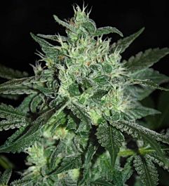 SAMSARA Spicy White Devil Feminized
