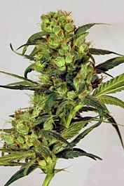 Exotic Seed Spicy Bitch Regular