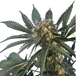 Hero Seeds Spider Skunk Feminized