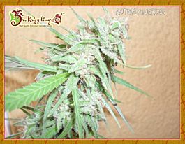 Dr Krippling Spinning Buzz Kick Auto Feminized
