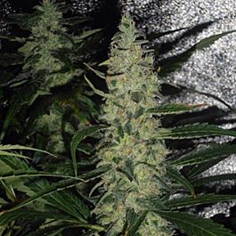 Spliff Seeds Skunk No.1 Regular