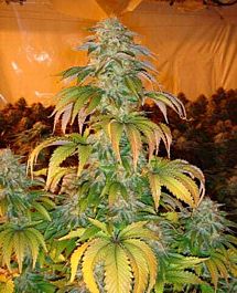 Paradise Seeds Spoetnik #1 Feminised