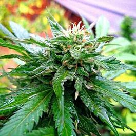 KC Brains California Special Feminised