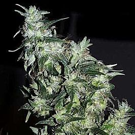 KC Brains Cyber Cristal Feminised