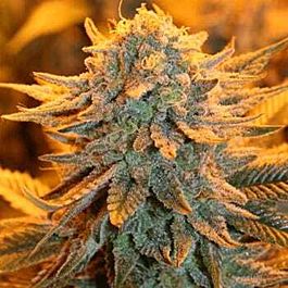 KC Brains KC 42 Regular