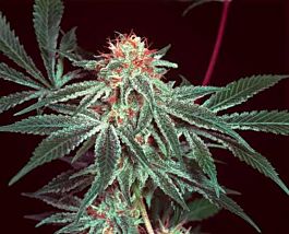 Mr Nice Seedbank Shark Shock Regular