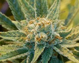 Mr Nice Seedbank Super Silver Haze Regular