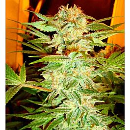 DNA Genetics Stacked OG Kush Feminized