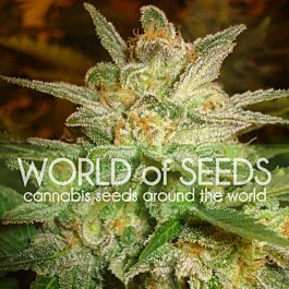 World of Seeds Star 47 Feminized
