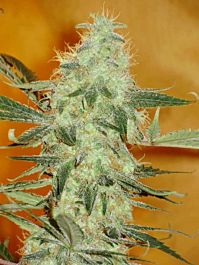 Delta 9 Labs Stargazer Regular