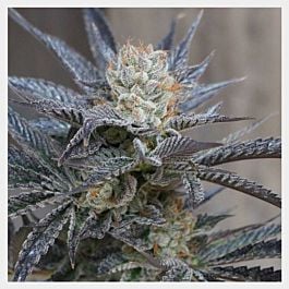 HortiLab StarBud Sister Feminized