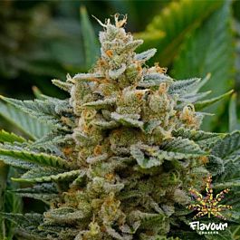Flavour Chasers Stardawg Feminized