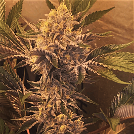 Dankonomics Genetics Stardawg 3 x Banana Kush Feminised