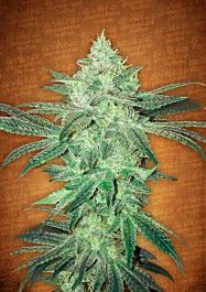 FastBuds Seeds Stardawg Auto Feminized