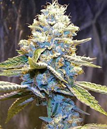 Rare Dankness Seeds Star Killer Regular
