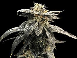 Rare Dankness Seeds Star Ox Regular Cannabis