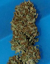 TAYLORD GENETICS Steve McGarretts Hair Feminized