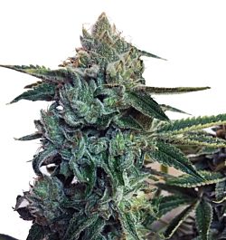 Cream Of the Crop Seeds Sticky Zkittlez Glue Feminized