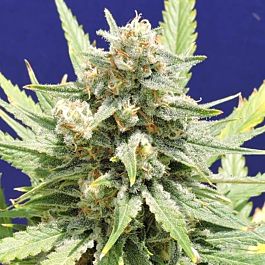 Original Sensible Seeds Stinkin' Bishop Feminized