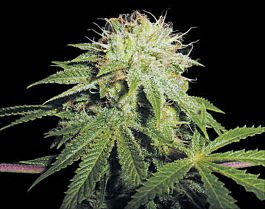 T H Seeds Stinky Pinky Regular