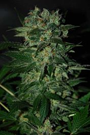 World of Seeds Stoned Immaculate Feminised