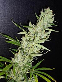 Bodhi Seeds Strange Brew Regular