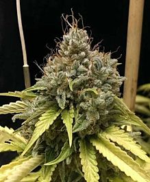 Gage Green Seeds Stratosphere Regular