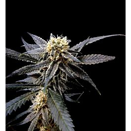Reserva Privada Strawberry Banana Feminized
