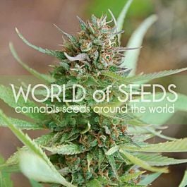 World of Seeds Strawberry Blue Feminized