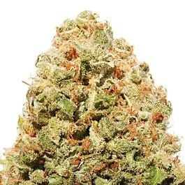 Heavyweight Seeds Strawberry Cake Feminized