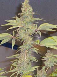 Hazeman Seeds Strawberry Cough Regular