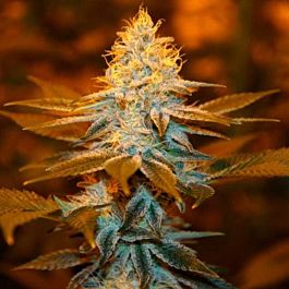 T H Seeds Strawberry Glue Feminized