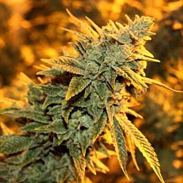 Dark Horse Genetics Strawberry Glue Regular