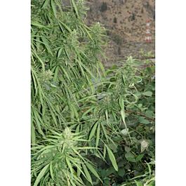 Flash Auto-Flowering Seeds Strawberry Mango Haze Auto Feminized