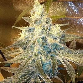 Dankonomics Genetics Strawberry Stardawg Regular