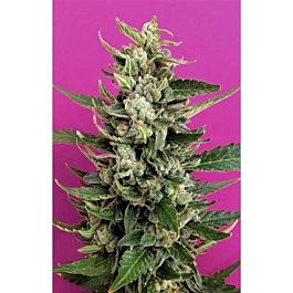 Breaking Buds Seeds Strawberry Cream Feminized