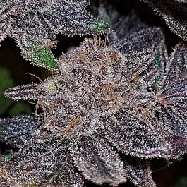 Connoisseur Genetics Seedbank Strawberry N Mango Feminized