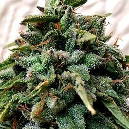 Holy Smoke Seeds OG Strawberry Starkiller Regular